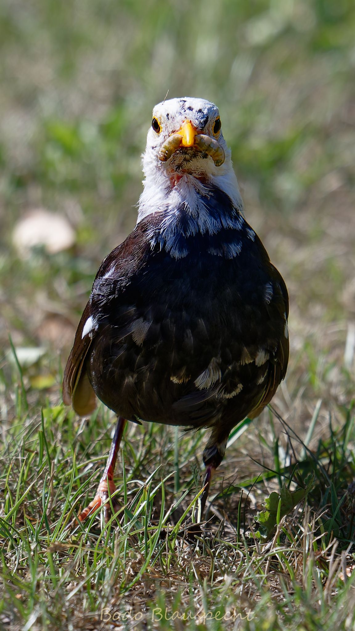 Amsel   Olfen   2025.07.03 10.15 07 HQ